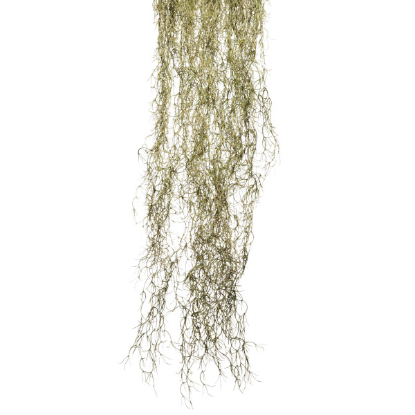 COLGANTE TALLANDSIA GIGANTE. 200CM