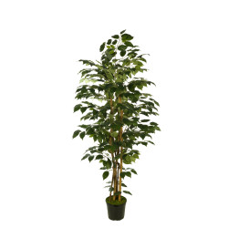 comprar 474007 FB ARBOL FICUS 180CM C/MAC(306630) online de desde 139,53 € comprar 474007 FB ARBOL FICUS 180CM C/MAC(306630) online de desde 139,53 €