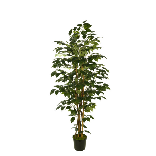 474007 FB ARBOL FICUS 180CM C/MAC(306630)