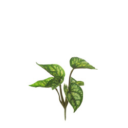 comprar 475451 PLANTA NERVOSA X6 EXT. online de desde 7,25 € comprar 475451 PLANTA NERVOSA X6 EXT. online de desde 7,25 €