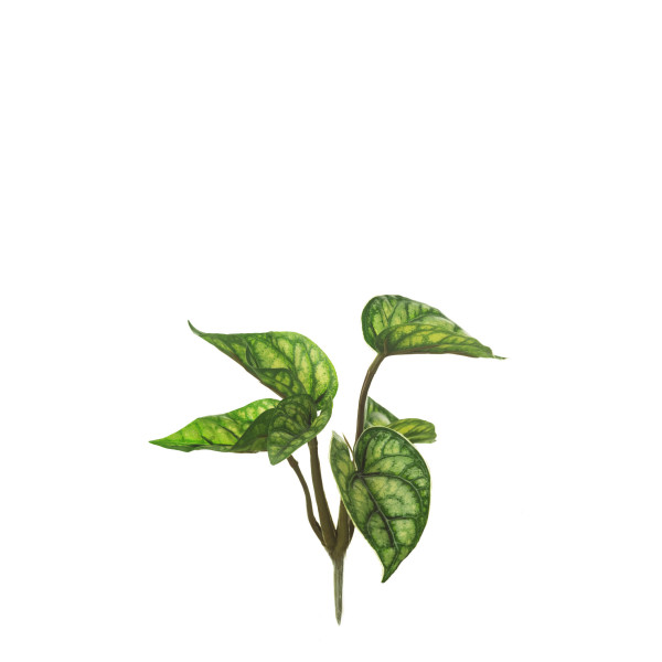 475451 PLANTA NERVOSA X6 EXT.