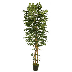 comprar 474015 FB ARBOL FICUS 210CM C/MAC(306630) online de desde 174,24 € comprar 474015 FB ARBOL FICUS 210CM C/MAC(306630) online de desde 174,24 €
