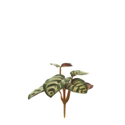 comprar 475469 PLANTA CALATHEA X6 EXT. online de  desde 7,25 €