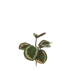 comprar 475477 PLANTA CALATHEA ORNATA X6 EXT online de desde 7,25 € comprar 475477 PLANTA CALATHEA ORNATA X6 EXT online de desde 7,25 €