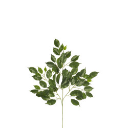 comprar 305955 RAMA FICUS NITIDA X 61 online de  desde 13,30 €