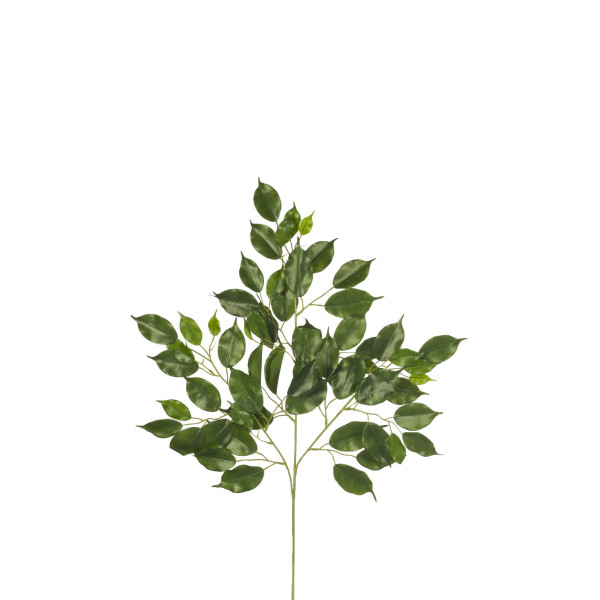 305955 RAMA FICUS NITIDA X 61