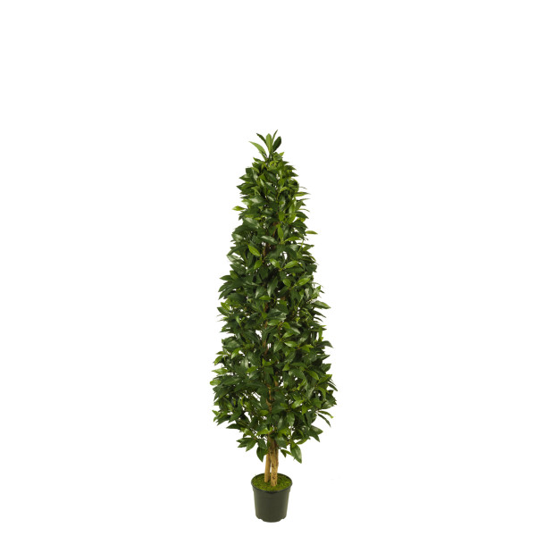 476243 FB PIRAMIDE LAUREL 120CM C/M UV2 (306862