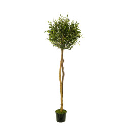 478554 FB ARBOL OLIVO(SF)180CM DIA:60CM C/M UV2