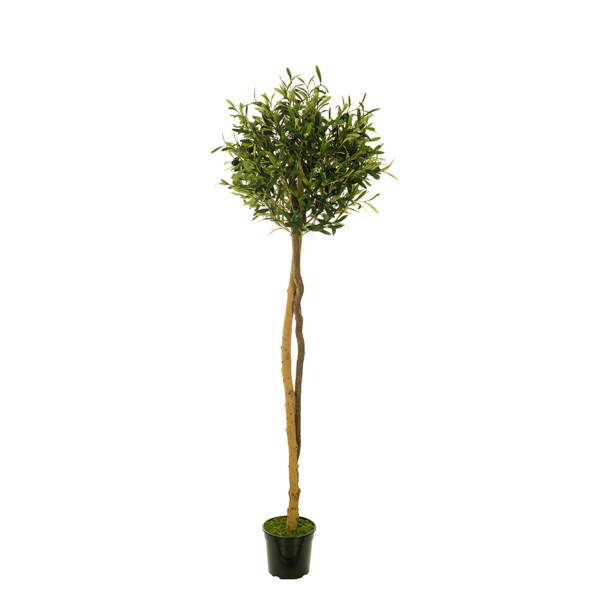 478554 FB ARBOL OLIVO(SF)180CM DIA:60CM C/M UV2