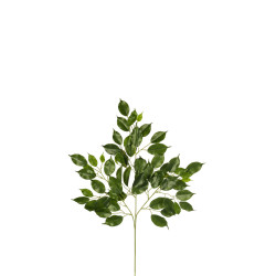 comprar 306870 RAMA FICUS NITIDA UV2 X61H DE EXTERIOR online de desde 9,44 € comprar 306870 RAMA FICUS NITIDA UV2 X61H DE EXTERIOR online de desde 9,44 €