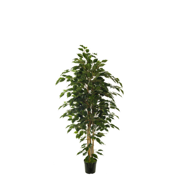 476178 FB ARBOL FICUS NITIDA 150CM C/M UV2(3068