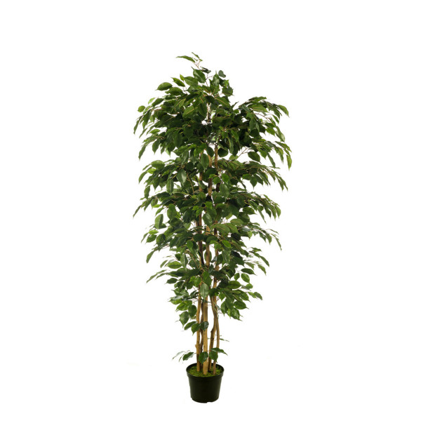 476186 FB ARBOL FICUS NITIDA 180CM C/M UV2 (306 DE EXTERIOR