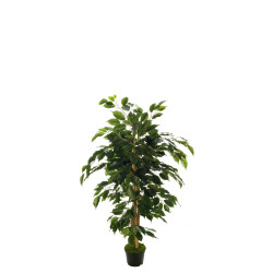comprar FB ARBOL FICUS NITIDA 8R/488H 120CM C/M online de desde 126,81 € comprar FB ARBOL FICUS NITIDA 8R/488H 120CM C/M online de desde 126,81 €