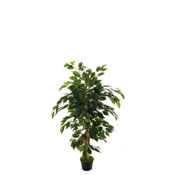 FB ARBOL FICUS NITIDA 8R/488H 120CM C/M