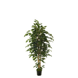 comprar 473372 FB ARBOL FICUS NITIDA 150CM C/M(305955) online de  desde 178,31 €