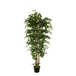 comprar 473439 FB ARBOL FICUS NITIDA 180CM C/M(305955) online de desde 229,42 € comprar 473439 FB ARBOL FICUS NITIDA 180CM C/M(305955) online de desde 229,42 €