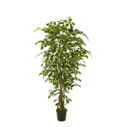 comprar 473439 FB ARBOL FICUS NITIDA 180CM C/M(305955) online de  desde 229,42 €