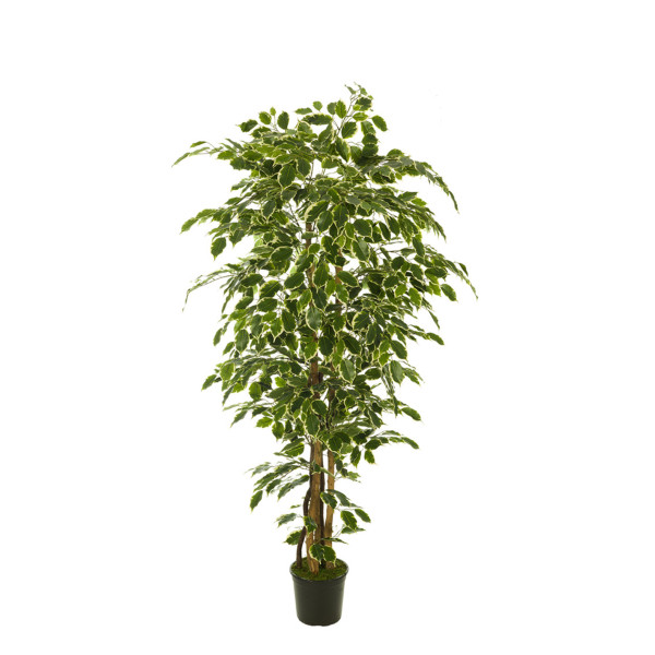 473439 FB ARBOL FICUS NITIDA 180CM C/M(305955)