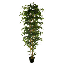 comprar 473447 FB ARBOL FICUS NITIDA 210CM C/M(305955) online de desde 289,43 € comprar 473447 FB ARBOL FICUS NITIDA 210CM C/M(305955) online de desde 289,43 €