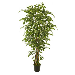 comprar 473447 FB ARBOL FICUS NITIDA 210CM C/M(305955) online de  desde 289,43 €