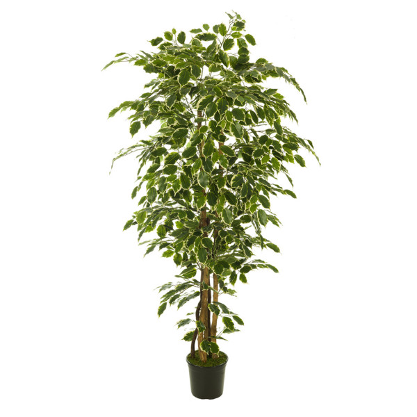 473447 FB ARBOL FICUS NITIDA 210CM C/M(305955)
