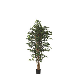 403907 ARBOL FICUS NITIDA 1,50 IM