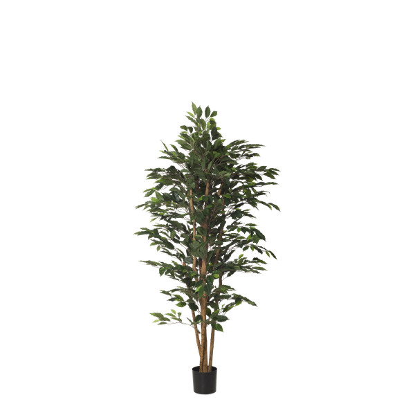 403907 ARBOL FICUS NITIDA 1,50 IM