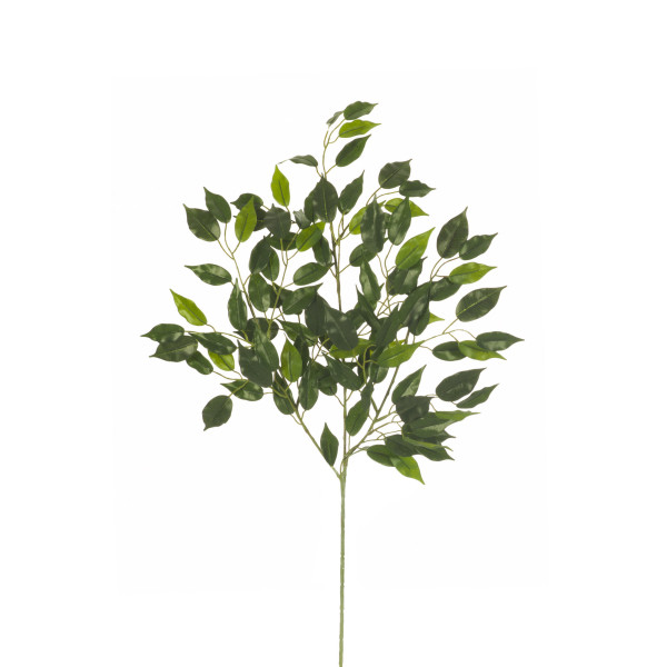 306747 RAMA FICUS HAWAI X3/106H 70 cm