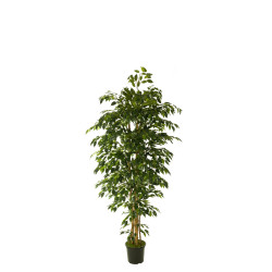 comprar 474495 FB ARBOL FICUS HAWAI 150CM C/(306747) online de  desde 192,63 €