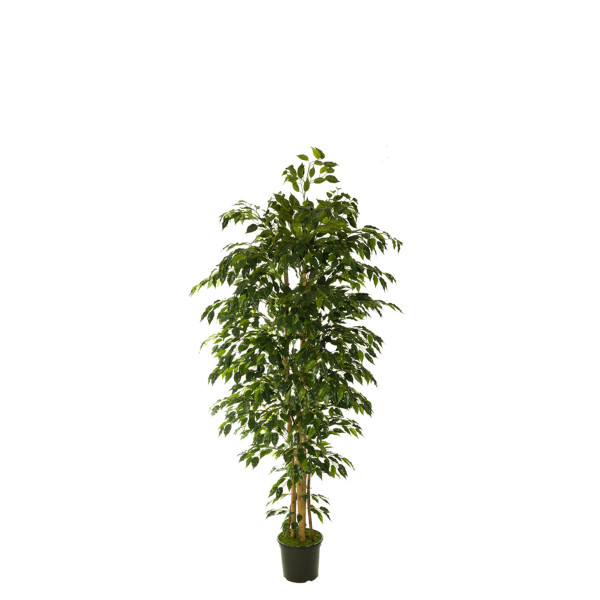 474495 FB ARBOL FICUS HAWAI 150CM C/(306747)