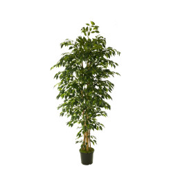 comprar 474502 FB ARBOL FICUS HAWAI 180CM C/(306747) online de desde 289,19 € comprar 474502 FB ARBOL FICUS HAWAI 180CM C/(306747) online de desde 289,19 €