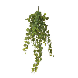 comprar 479932 COLGANTE POTHOS X244 102CM online de desde 26,62 € comprar 479932 COLGANTE POTHOS X244 102CM online de desde 26,62 €