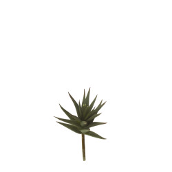 comprar 853491 PICK CRASA ALOE MED. online de desde 8,11 € comprar 853491 PICK CRASA ALOE MED. online de desde 8,11 €