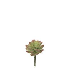 comprar 852956 PICK SEDUM online de  desde 6,41 €