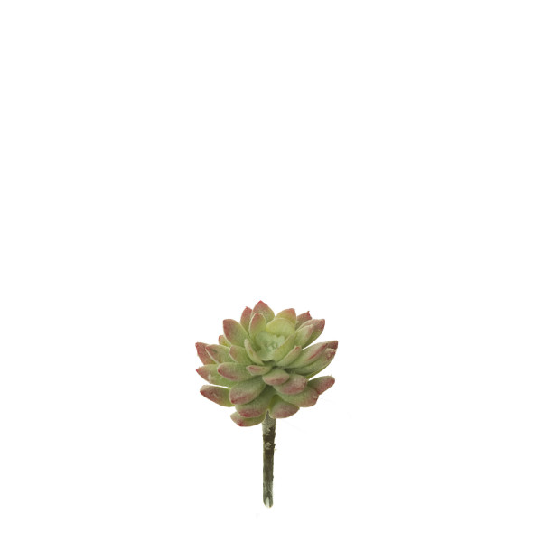 852956 PICK SEDUM