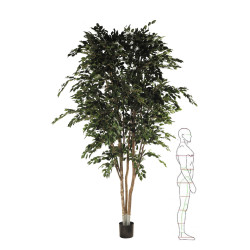 476508 ARBOL FICUS 350CM