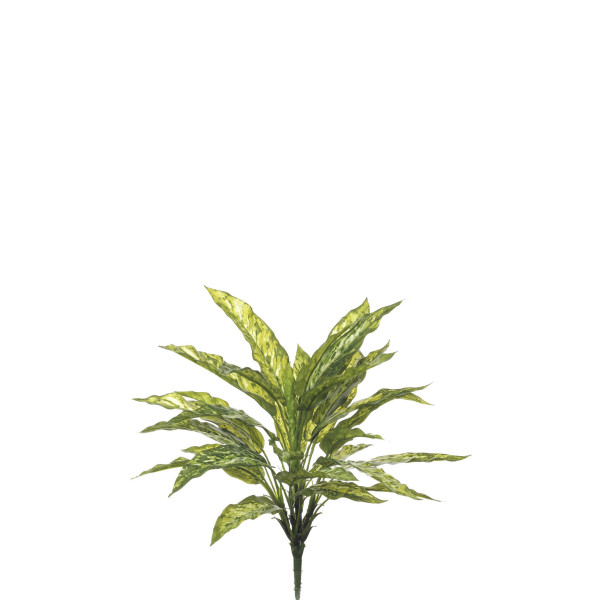 478116 MATA AGLAONEMA X5/30H