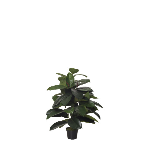 473728 FB PLANTA FICUS RUBBER 70CM C/M(306599)