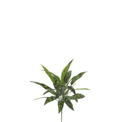comprar 471186 PLANTA AGLAONEMA KING X8/24 online de desde 54,45 € comprar 471186 PLANTA AGLAONEMA KING X8/24 online de desde 54,45 €
