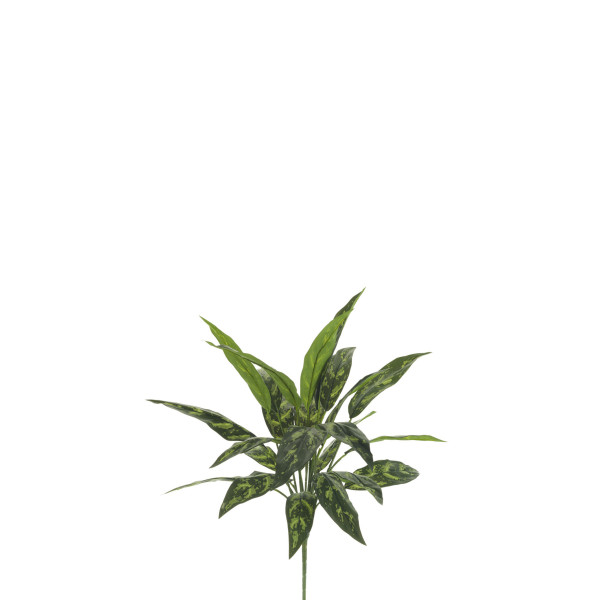 471186 PLANTA AGLAONEMA KING X8/24