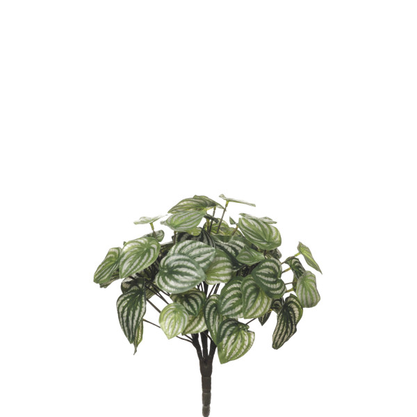 478124 MATA PEPEROMIA X3/60H