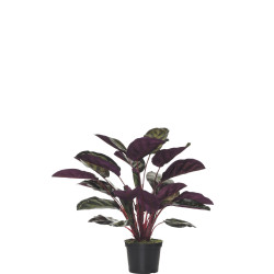 comprar FB MATA CALATHEA REDONDA X7/28H 49CM C/M online de desde 46,81 € comprar FB MATA CALATHEA REDONDA X7/28H 49CM C/M online de desde 46,81 €