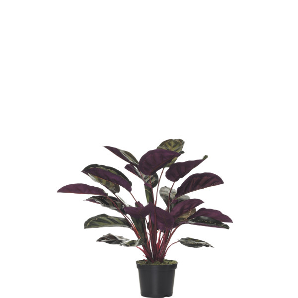 FB MATA CALATHEA REDONDA X7/28H 49CM C/M