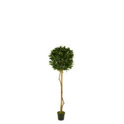 476681 FB ARBOL TOPIARI LAUREL 120CM D:50CM