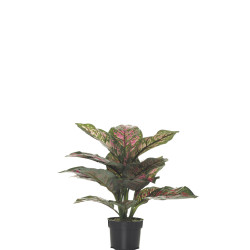 comprar FB MATA DIFFEMBACHIA ROSA 36CM C/M online de desde 39,33 € comprar FB MATA DIFFEMBACHIA ROSA 36CM C/M online de desde 39,33 €