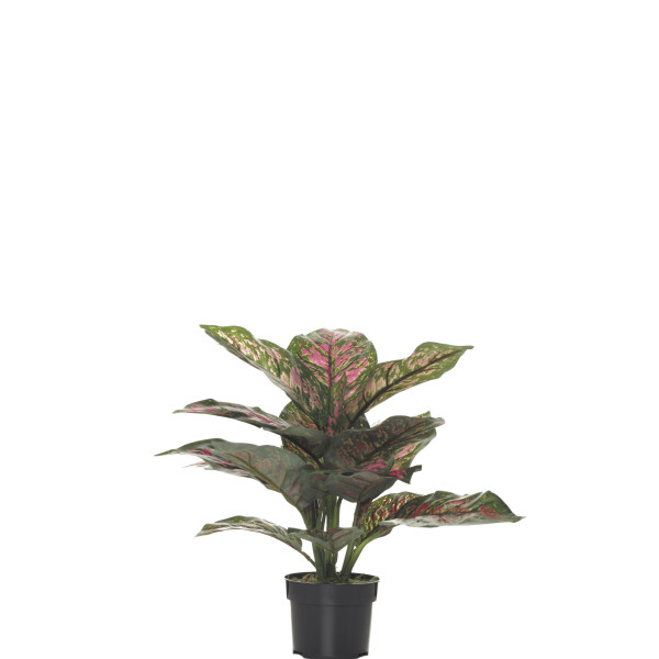 FB MATA DIFFEMBACHIA ROSA 36CM C/M