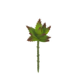 comprar 810970 PICK CRASA ALOE DE MITRA online de desde 3,39 € comprar 810970 PICK CRASA ALOE DE MITRA online de desde 3,39 €