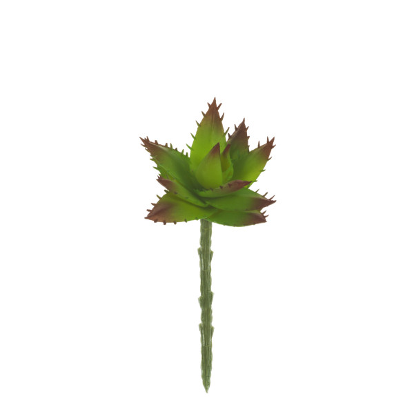 810970 PICK CRASA ALOE DE MITRA