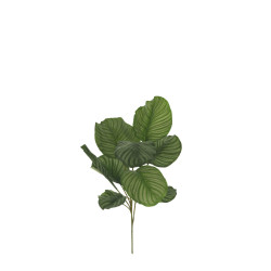 comprar 471178 PLANTA CALATHEA X 10 online de  desde 33,88 €