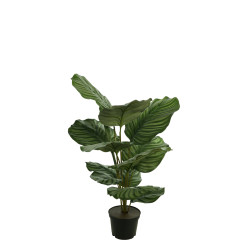 comprar 472621 FB PLANTA CALATHEA 60CM C/MAC(471178) online de desde 61,95 € comprar 472621 FB PLANTA CALATHEA 60CM C/MAC(471178) online de desde 61,95 €